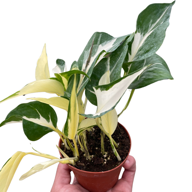 Pothos 'Mutant Manjula' indoor houseplant