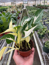 Pothos 'Mutant Manjula' indoor houseplant