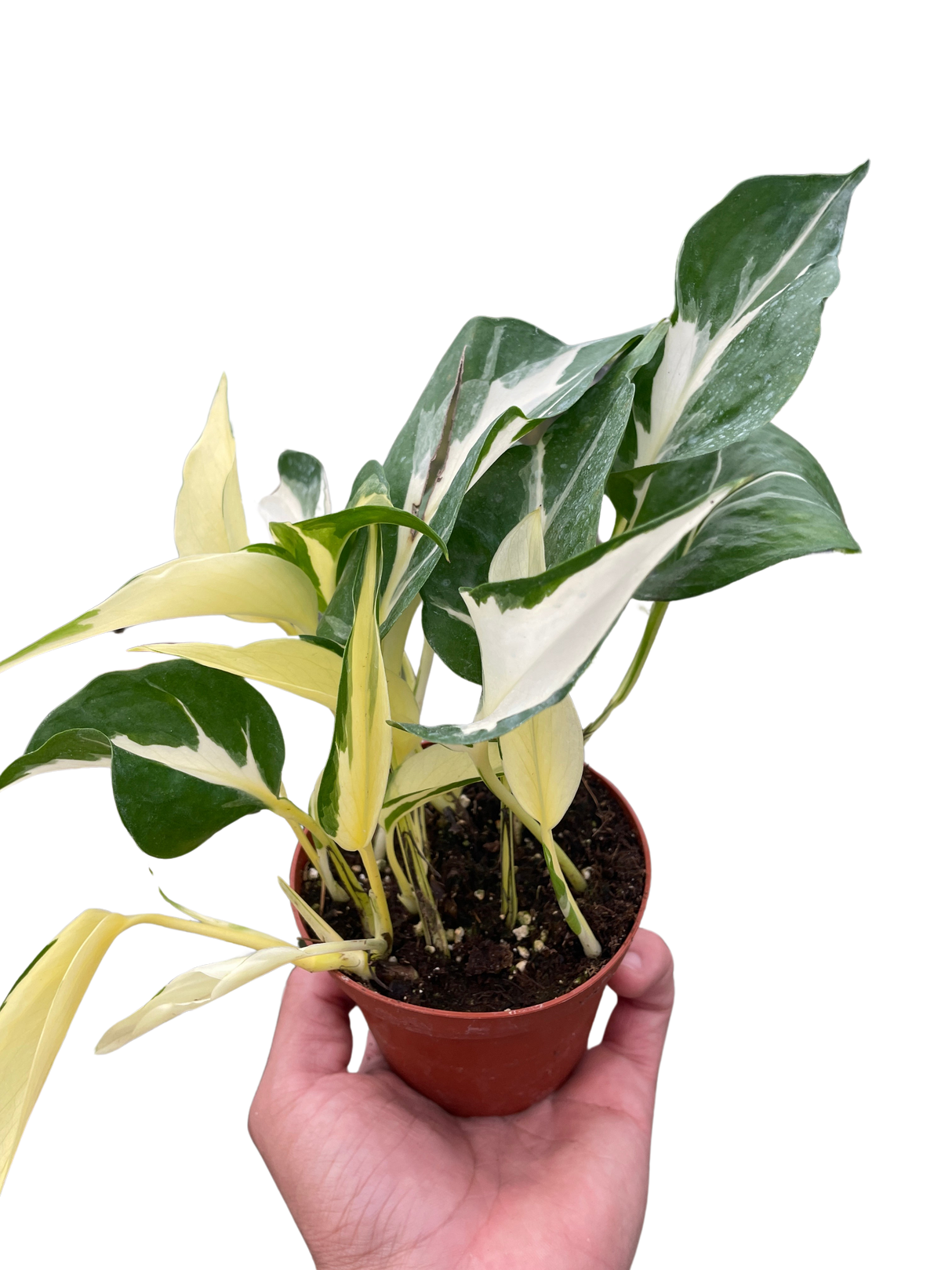 Pothos 'Mutant Manjula' indoor houseplant