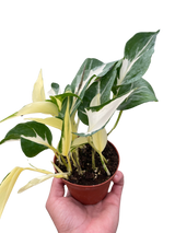 Pothos 'Mutant Manjula' indoor houseplant