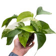 Pothos 'Albo Variegata' indoor houseplant