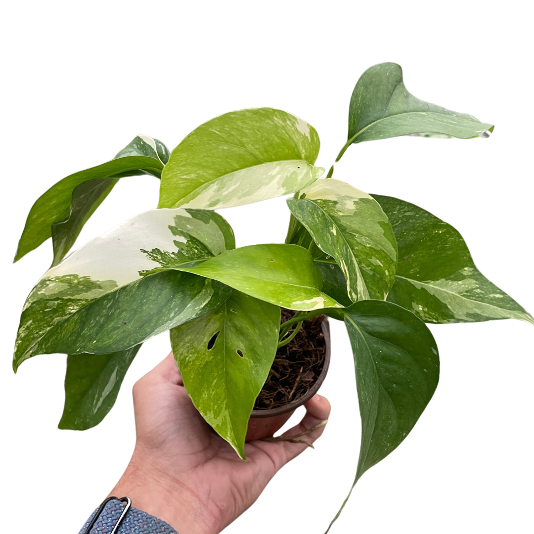 Pothos 'Albo Variegata' indoor houseplant