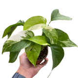 Pothos 'Albo Variegata' indoor houseplant