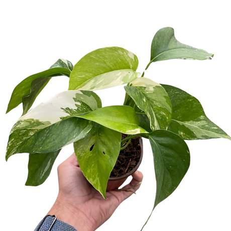 Pothos 'Albo Variegata' indoor houseplant