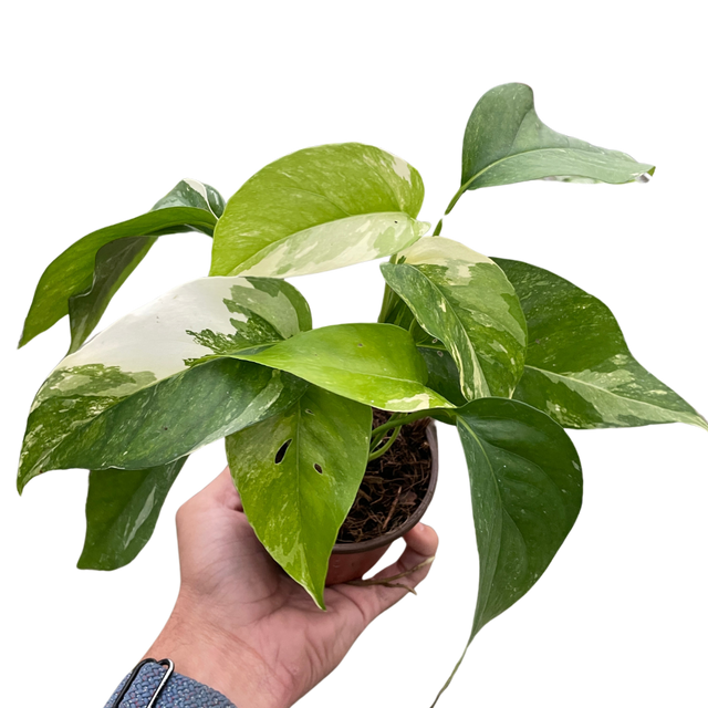 Pothos 'Albo Variegata' indoor houseplant