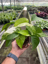 Pothos 'Albo Variegata' indoor houseplant