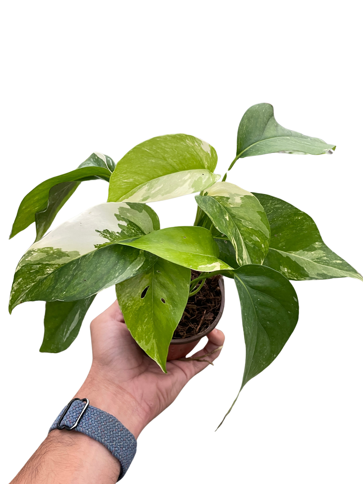 Pothos 'Albo Variegata' indoor houseplant