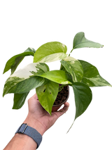 Pothos 'Albo Variegata' indoor houseplant