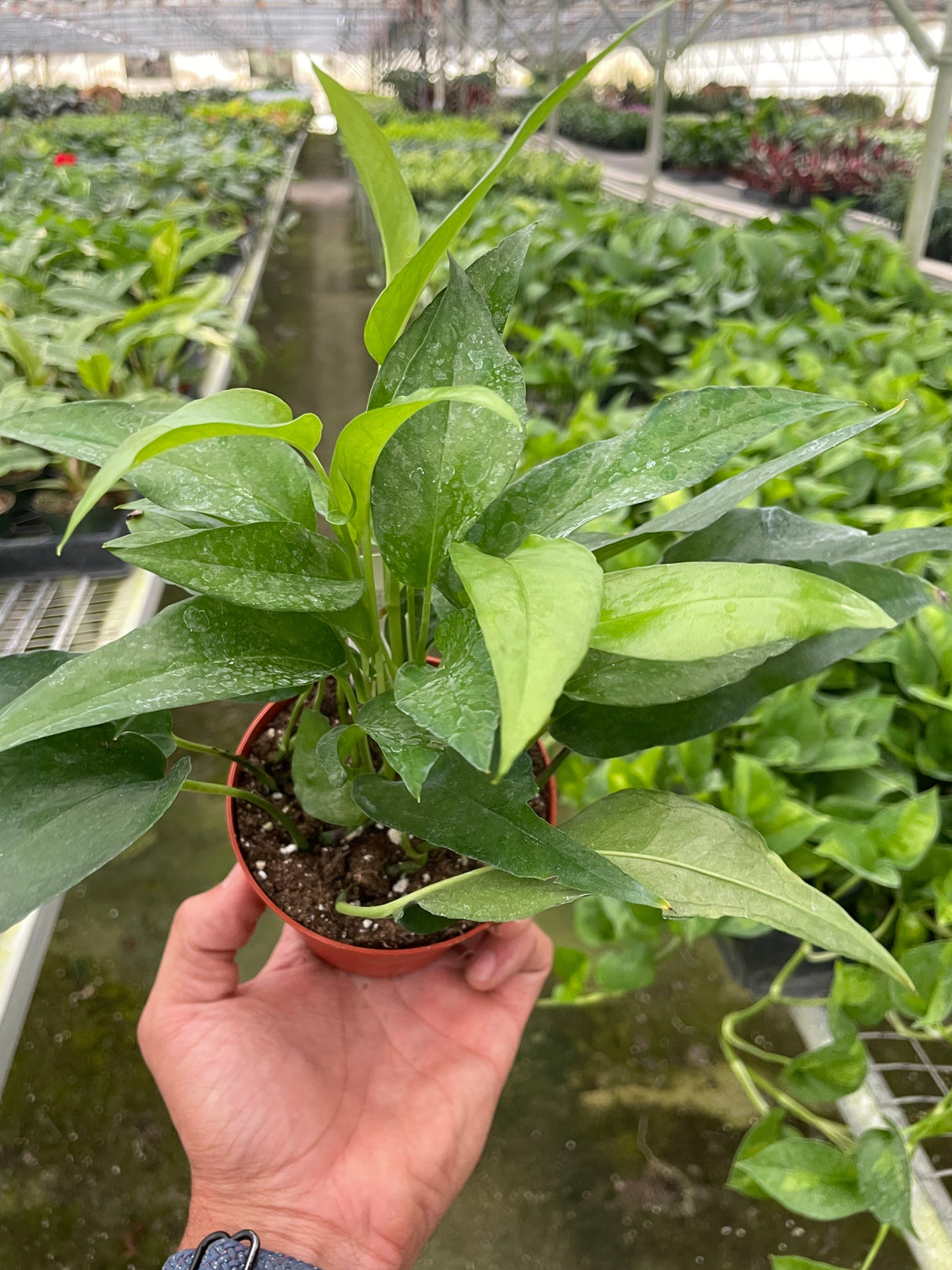 Pothos Skeleton Key indoor houseplant