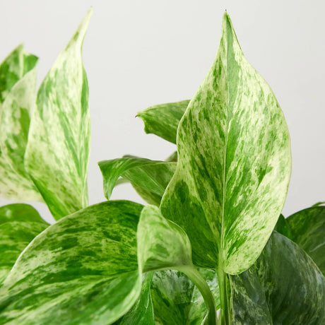 Pothos 'Marble Queen' indoor houseplant