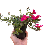 Purslane indoor houseplant