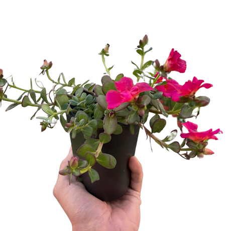 Purslane indoor houseplant