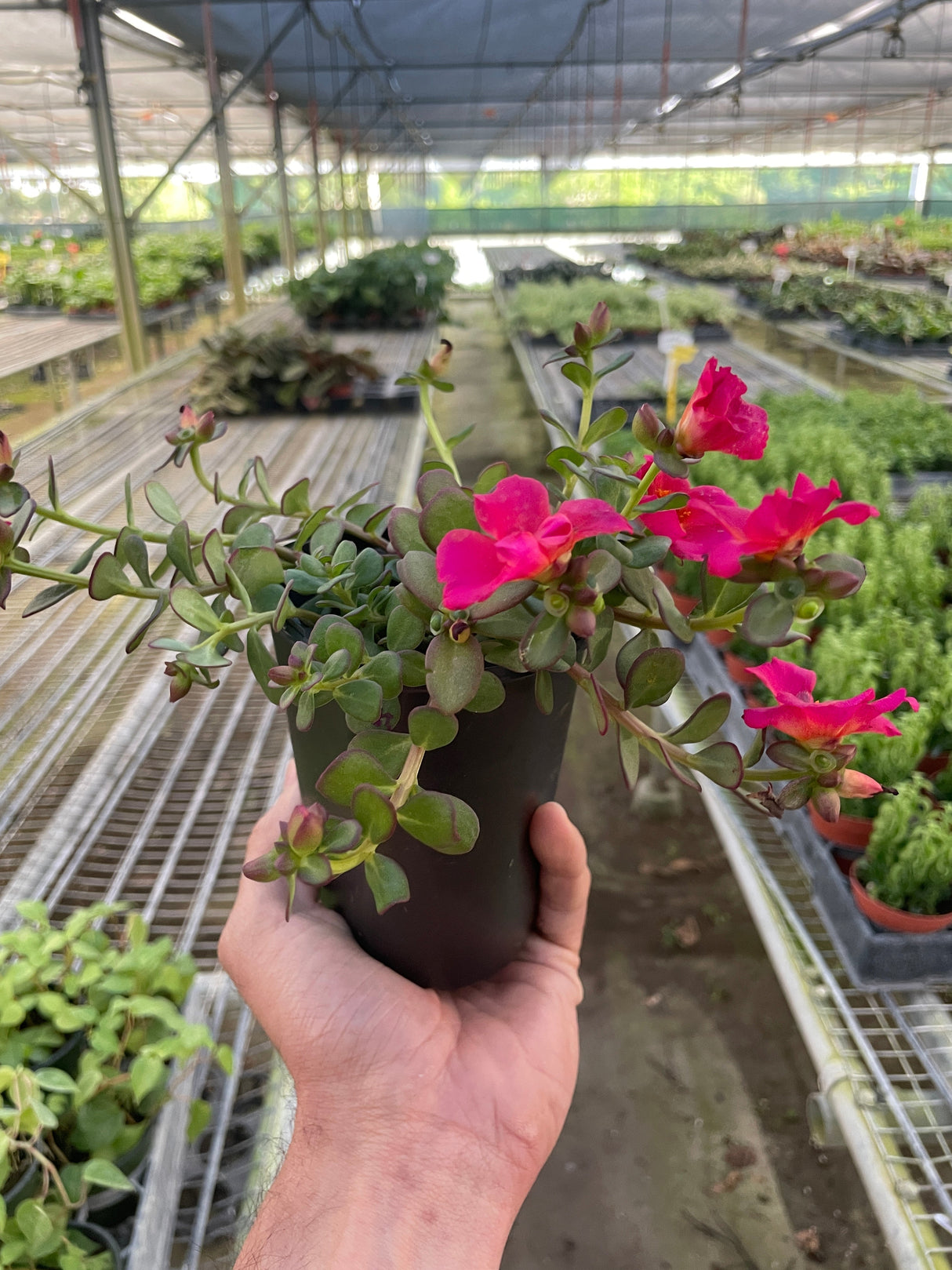 Purslane indoor houseplant