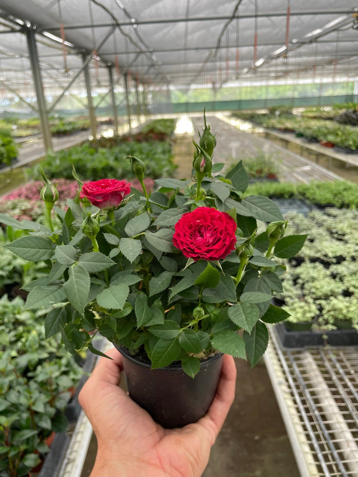 Mini Rose Bush indoor house plant