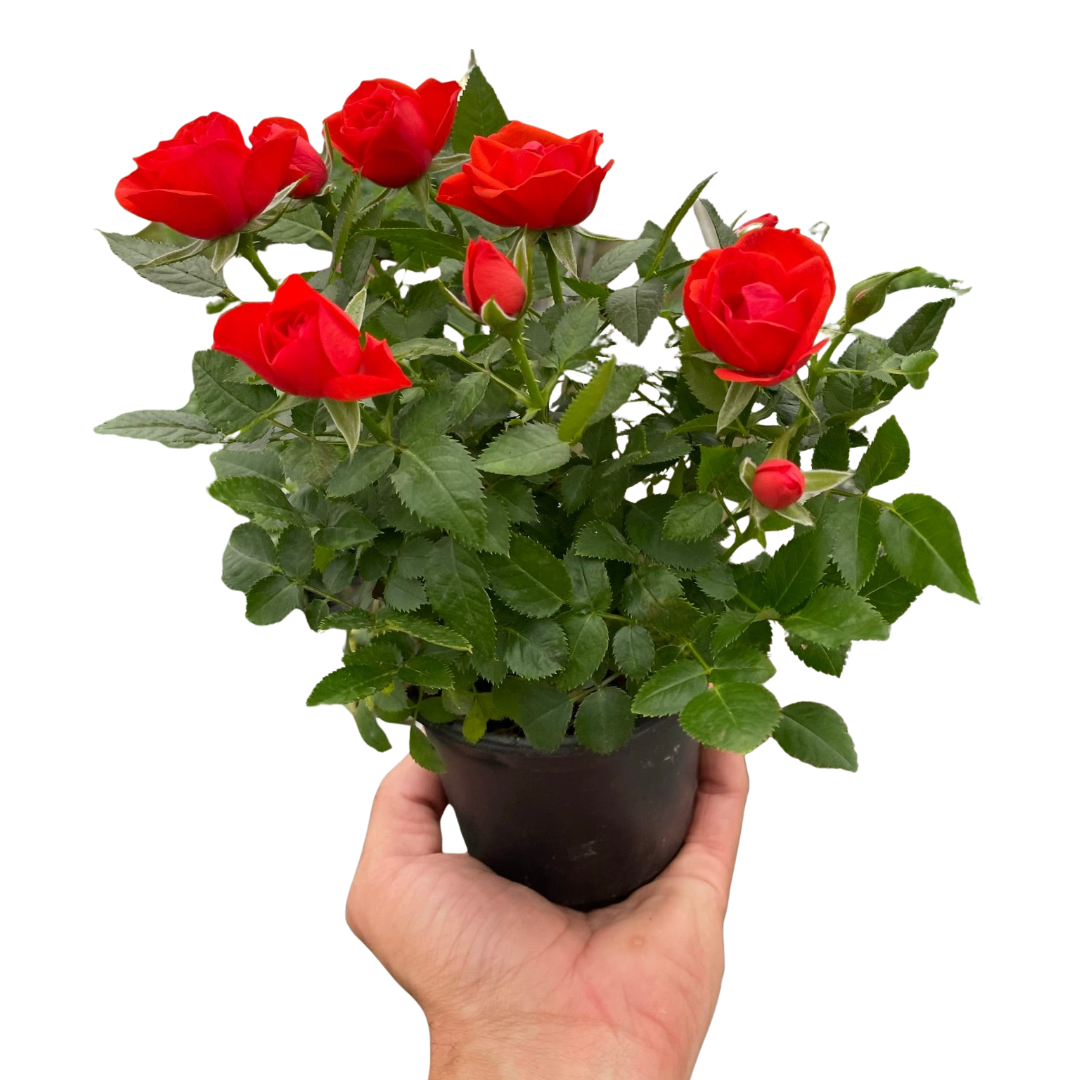 Mini Rose Bush indoor house plant