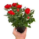 Mini Rose Bush indoor house plant