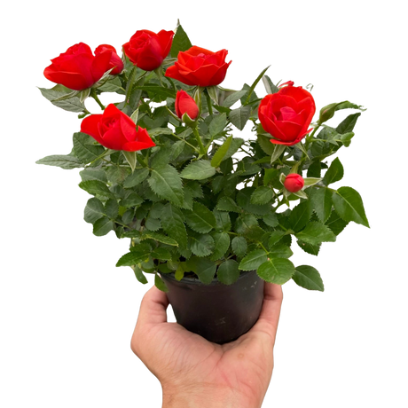 Mini Rose Bush indoor house plant