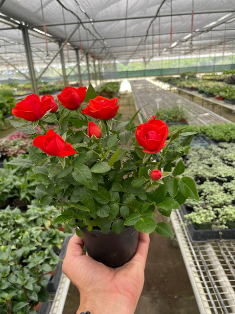 Mini Rose Bush indoor house plant