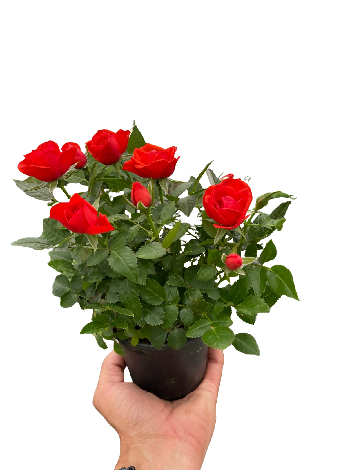 Mini Rose Bush indoor house plant