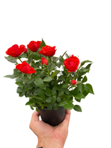 Mini Rose Bush indoor house plant