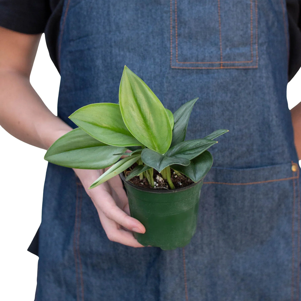 Scindapsus 'Moonlight' - 4" Pot indoor houseplant