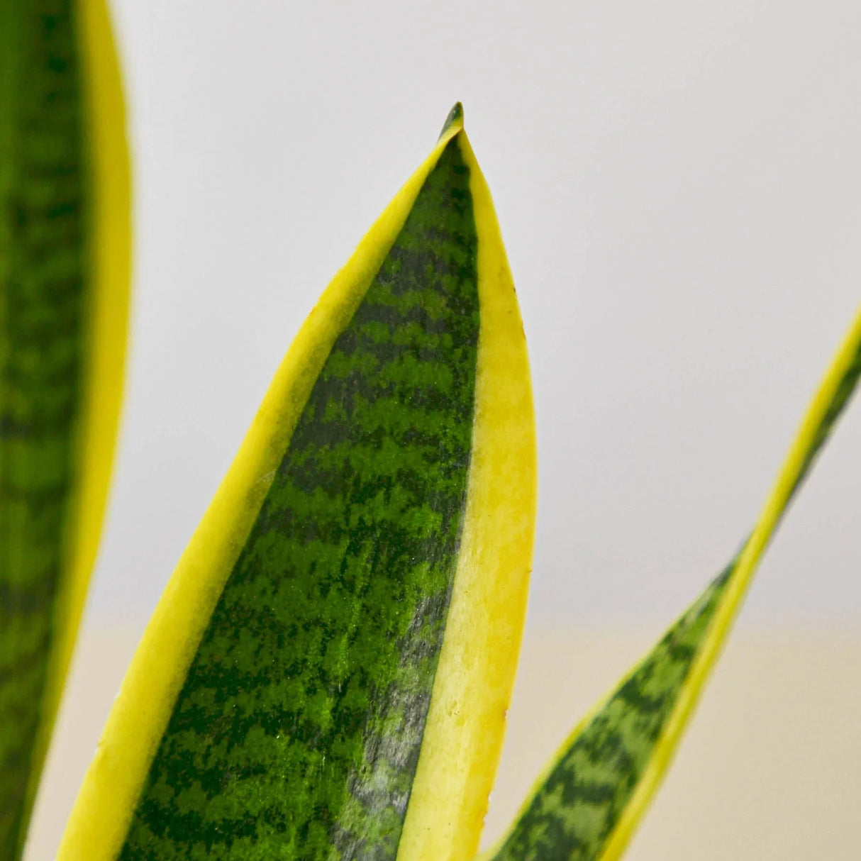 Snake Plant Laurentii indoor houseplant