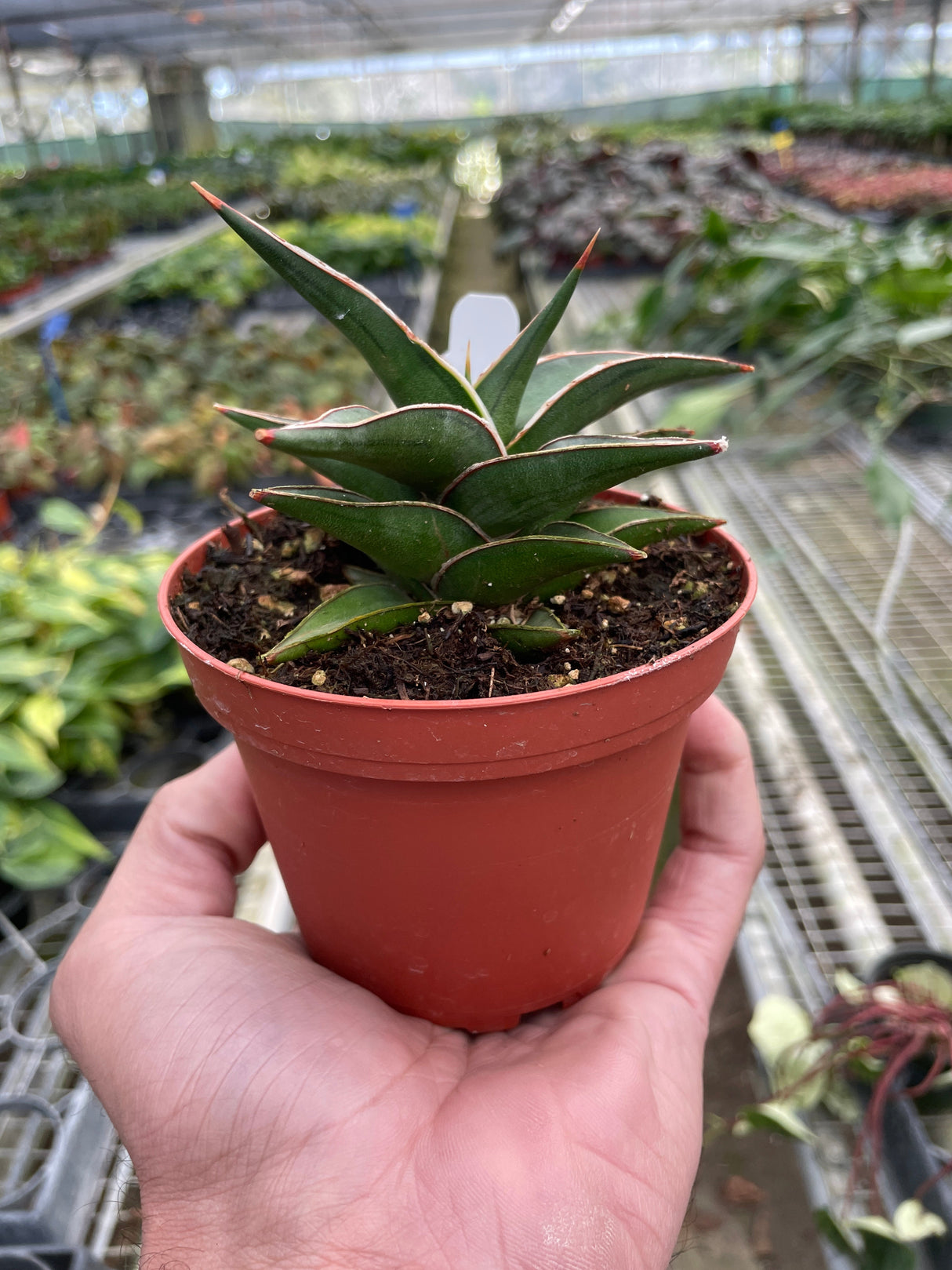 Snake 'Lavranos' indoor houseplant