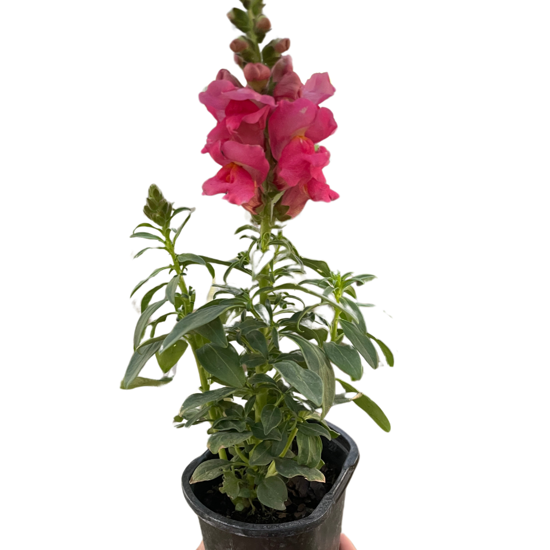 SnapDragon indoor houseplant