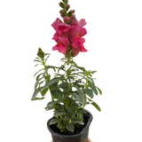 SnapDragon indoor houseplant