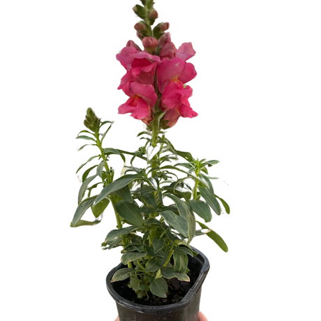 SnapDragon indoor houseplant