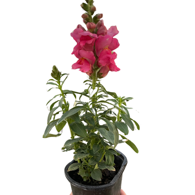 SnapDragon indoor houseplant