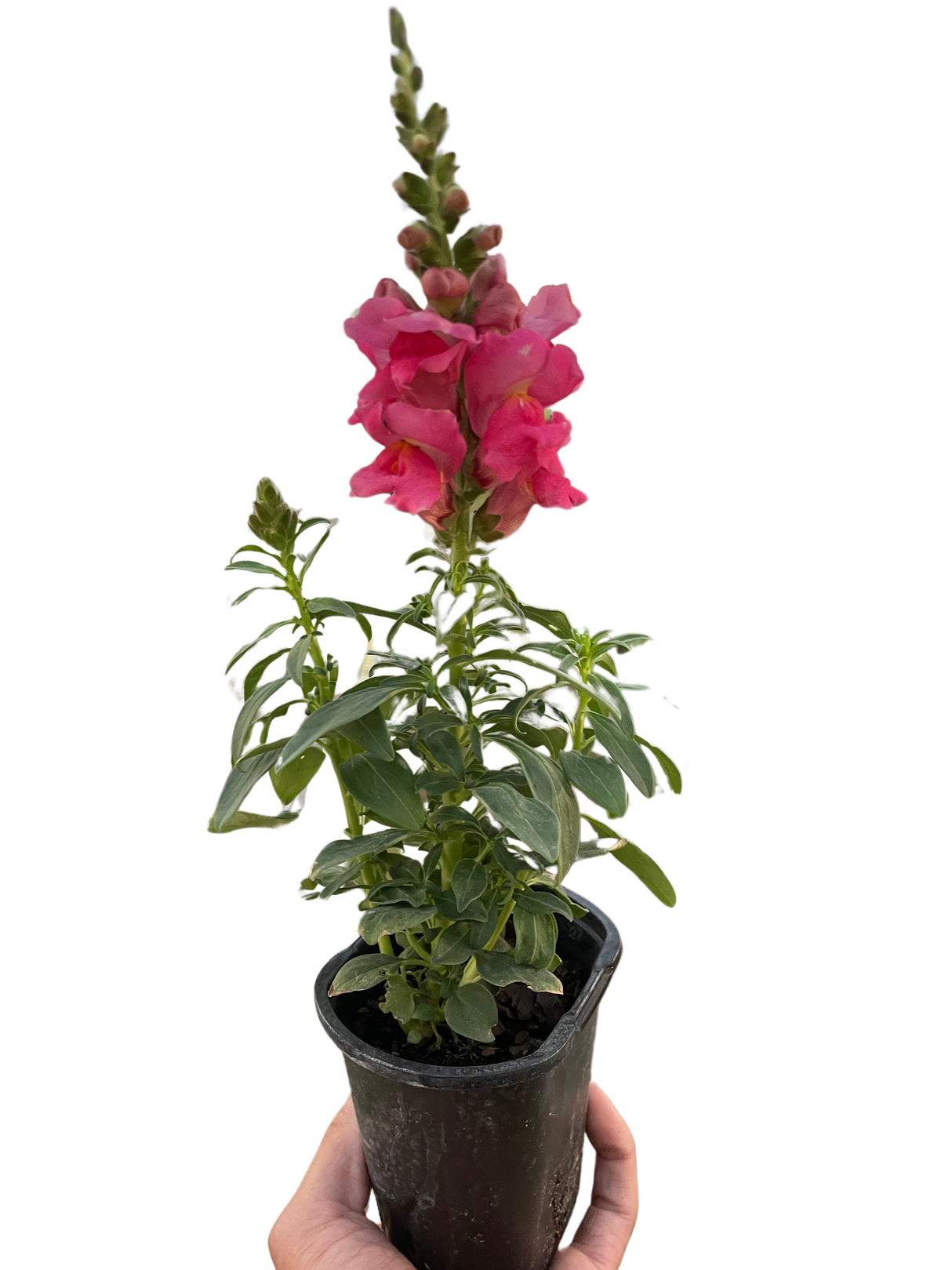 SnapDragon indoor houseplant