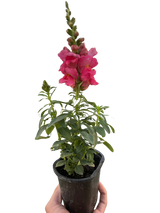 SnapDragon indoor houseplant