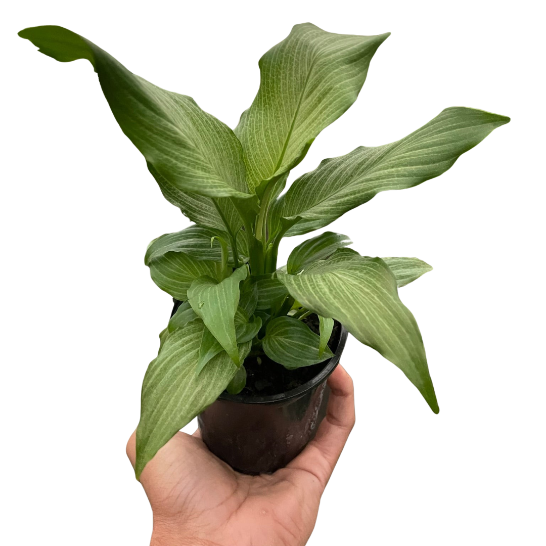 Spathiphyllum 'Platinum Mist' indoor houseplant