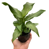 Spathiphyllum 'Platinum Mist' indoor houseplant