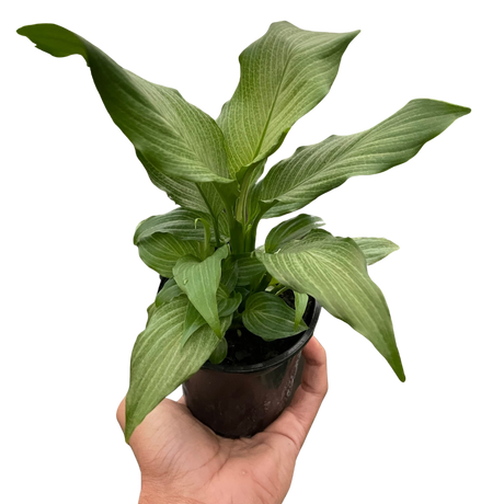 Spathiphyllum 'Platinum Mist' indoor houseplant