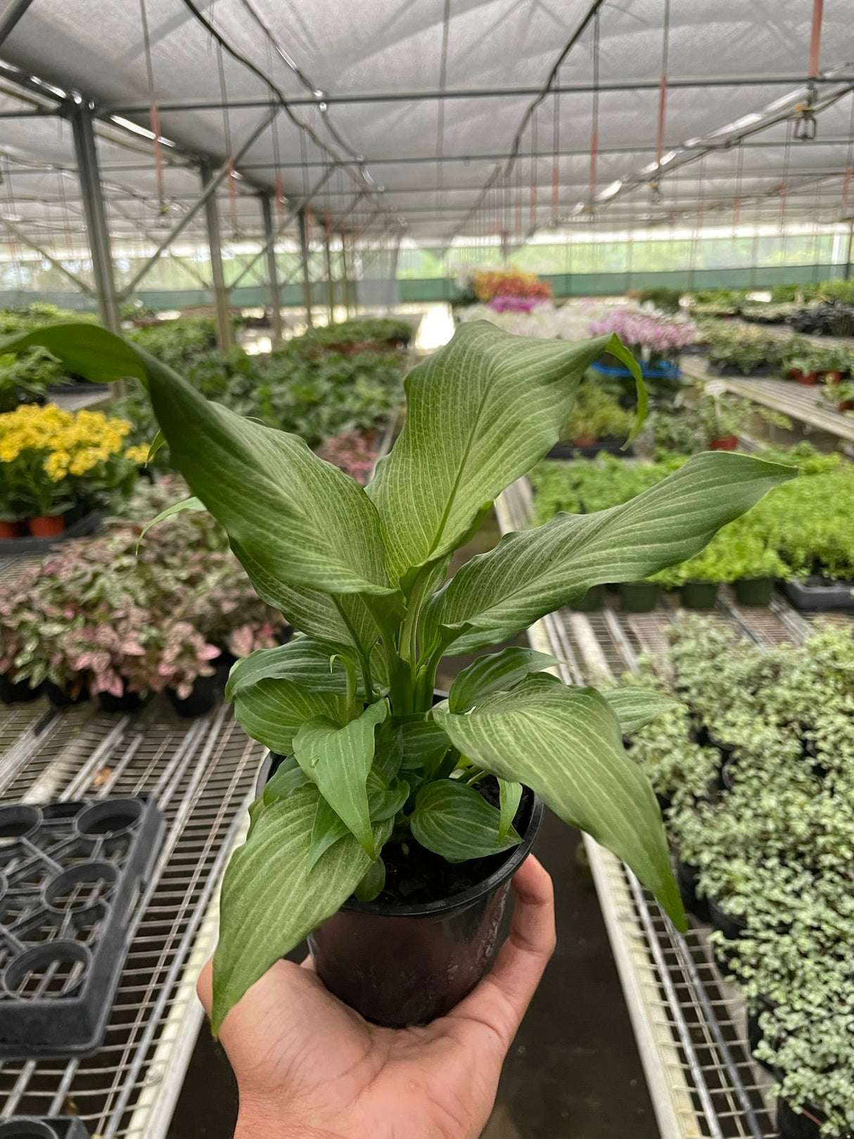 Spathiphyllum 'Platinum Mist' indoor houseplant