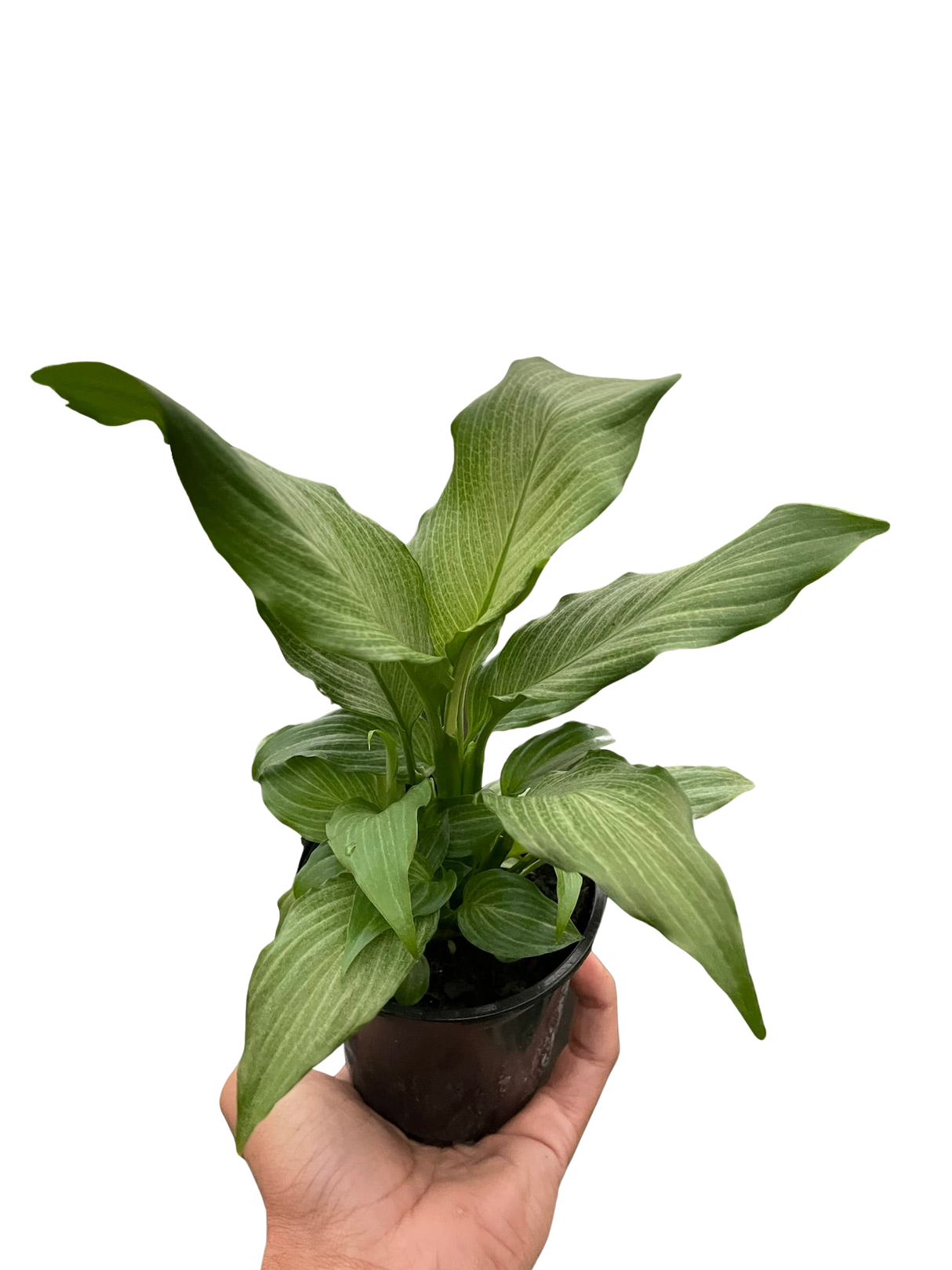 Spathiphyllum 'Platinum Mist' indoor houseplant