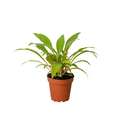 Spider Plant 'Fire Flash' indoor houseplant