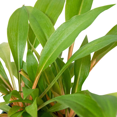 Spider Plant 'Fire Flash' indoor houseplant