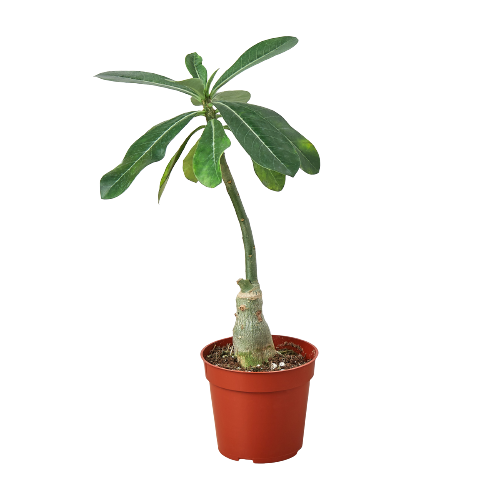 Succulent Adenium Obesum 'Desert Rose' indoor houseplant