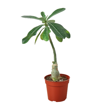 Succulent Adenium Obesum 'Desert Rose' indoor houseplant