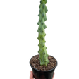 Boobie Cactus