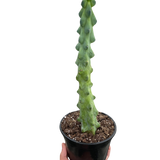 Boobie Cactus