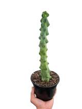 Boobie Cactus