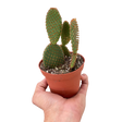 Opuntia 'Microdasys' (Bunny Ear Cactus) indoor house plant