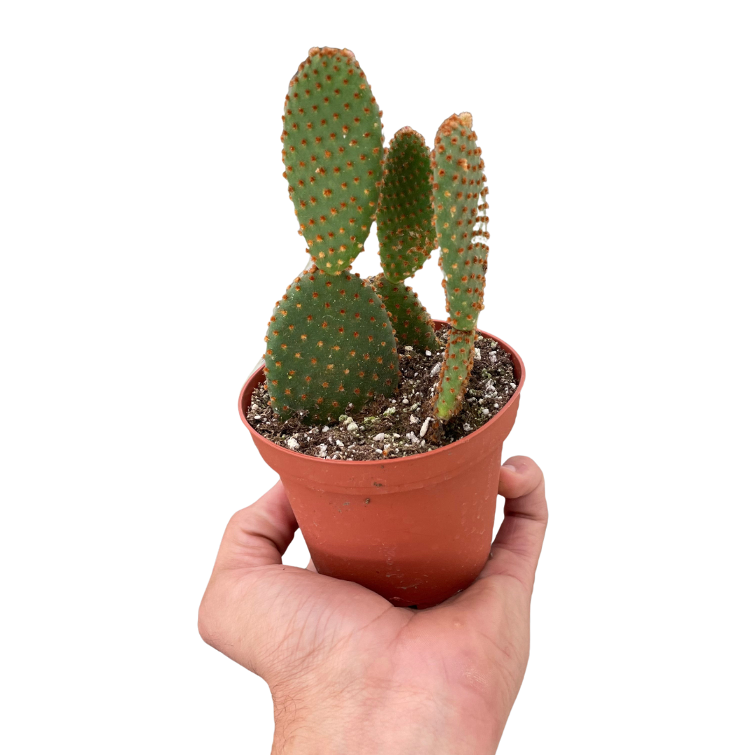 Opuntia 'Microdasys' (Bunny Ear Cactus) indoor house plant