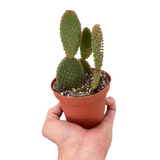 Opuntia 'Microdasys' (Bunny Ear Cactus) indoor house plant