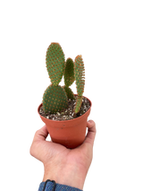 Opuntia 'Microdasys' (Bunny Ear Cactus) indoor house plant