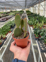 Opuntia 'Microdasys' (Bunny Ear Cactus) indoor house plant